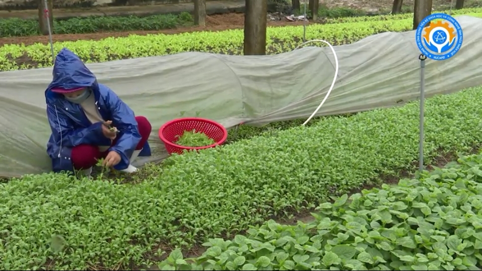 Kỹ thuật trồng rau sạch theo tiêu chuẩn VietGap