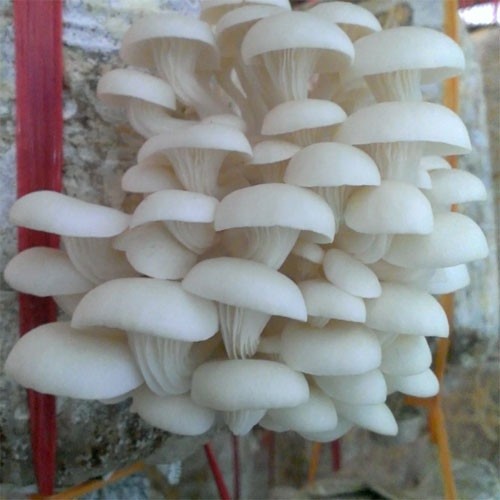 Quy trình kỹ thuật nuôi trồng nấm sò (Pleurotus florida)